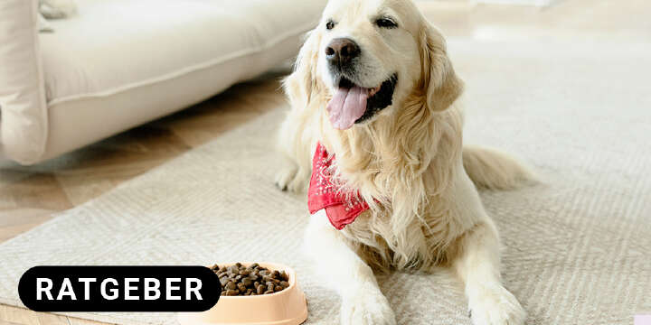 Goldenretriever mit Hundenapf Ratgeber